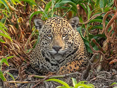 Onça 'Gisele Bündchen' alerta para a devastação do Pantanal