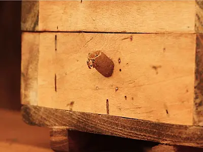 Curta revela importância vital das abelhas nativas para o país