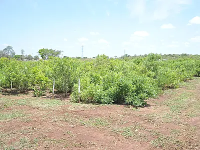 ​Campo Grande terá 1º pomar de guavira do Brasil