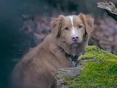 Sem saber que é ator, cachorro é indicado a prêmio por filme de terror