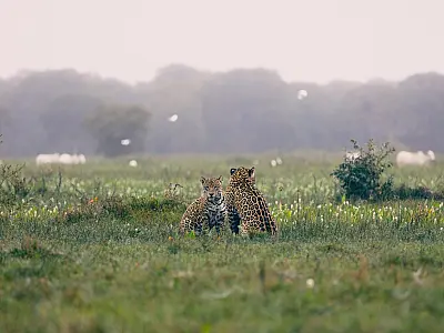 Pantanal é indicado ao "Oscar Verde" do cinema ambiental